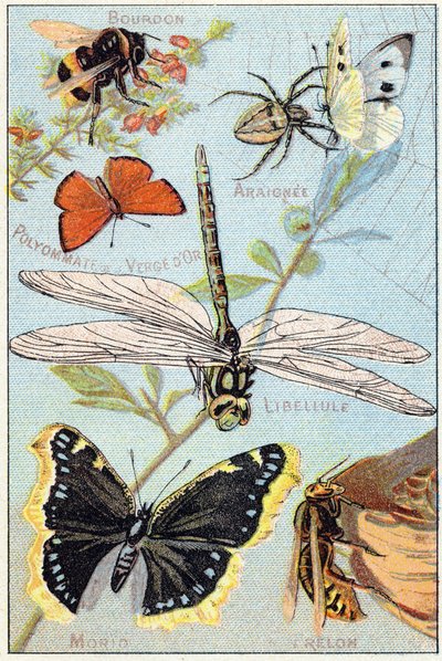 Tavola 3: Calabrone, Ragno, Poliommatino dorato, Libellula, Morio, Calabrone. Incisione in "Sillabario alfabeto di farfalle e insetti". Serie A. Pellerin et Cie, stampatori-editori, Épinal, fine XIX secolo. da French School