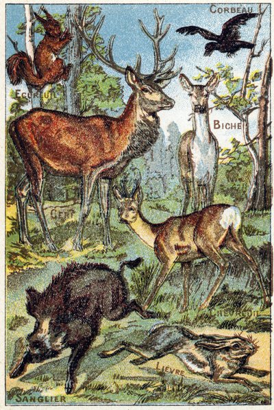 Tavola 3: Corvo, Scoiattolo, Tasso, Cervo, Cervo, Cinghiale, Lepre da French School