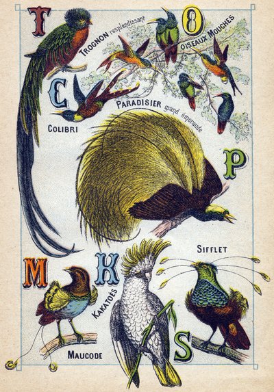 Tavola 3: Nucleo splendente, Uccelli mosca, Colibrì, Paradiso smeraldo, Cacatua, Fischio, Maucode. Incisione in "Sillabario alfabeto di uccelli". Serie A. Pellerin et Cie, stampatori-editori, Epinal, fine XIX secolo. Cromolitografie. Piccolo album pubblici da French School
