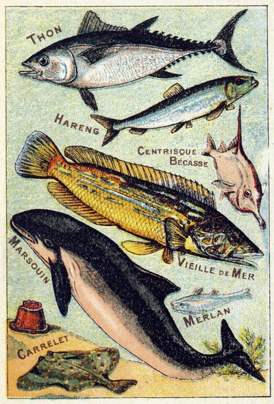 Tavola 3: Tonno, Aringa, Becco centric, Vecchio mare, Porpoise, Merluzzo, Piastrella. Incisione in "Sillabario alfabeto di pesci di mare e d