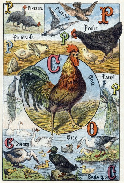 Tavola 3: faraone, piccioni, pulcini, gallina, gallo, pavone, cigni, oche, anatre. Incisione in "Alfabeto sillabico degli animali domestici e da cortile". Serie A. Pellerin et Cie, stampatori-editori, Epinal, fine XIX secolo. Cromolitografie. Dim: 19,5 da French School