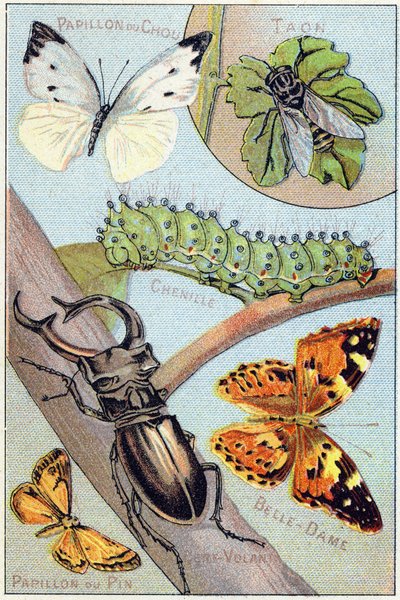 Tavola 4: Farfalla del cavolo, Tafano, Bruco, Bella-dama, Aquilone, Farfalla del pino. Incisione in "Sillabario alfabeto di farfalle e insetti". Serie A. Pellerin et Cie, stampatori-editori, Épinal, fine XIX secolo. da French School