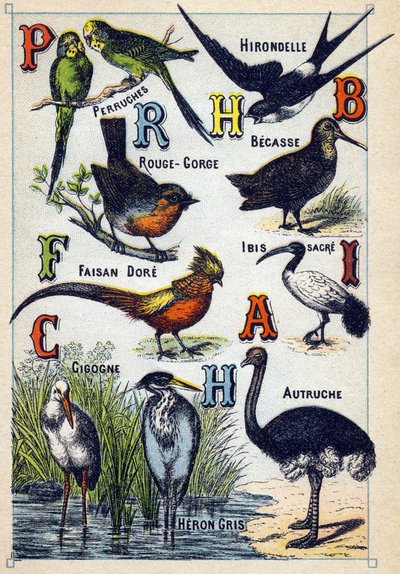 Tavola 4: Parrocchetti, Rondine, Pettirosso, Faggio, Fagiano dorato, Ibis sacro, Cicogna, Struzzo, Airone cenerino. Incisione in "Sillabario alfabeto di uccelli". Serie A. Pellerin et Cie, stampatori-editori, Epinal, fine XIX secolo. Cromolitografie. Picco da French School