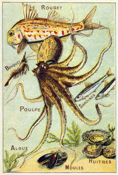 Tavola 4: Triglia, Bouquet, Polpo, Sardine, Alghe, Cozze, Ostriche. Incisione in "Alfabeto sillabario dei pesci di mare e d