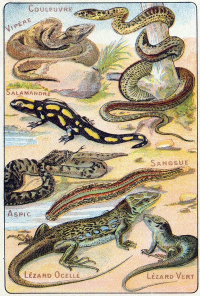Tavola 4: Serpente, Vipera, Salamandra, Aspide, Sanguisuga, Lucertola ocellata, Lucertola verde. Incisione in "Sillabario alfabeto di uccelli e rettili". Serie A. Pellerin et Cie, stampatori-editori, Epinal, fine XIX secolo. Cromolitografie. da French School
