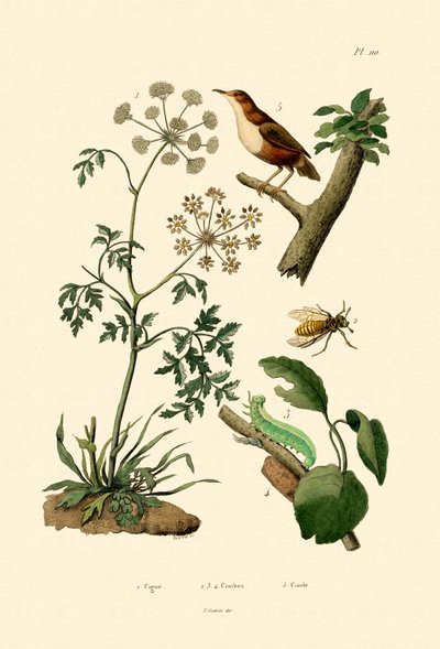 Cicuta da French School
