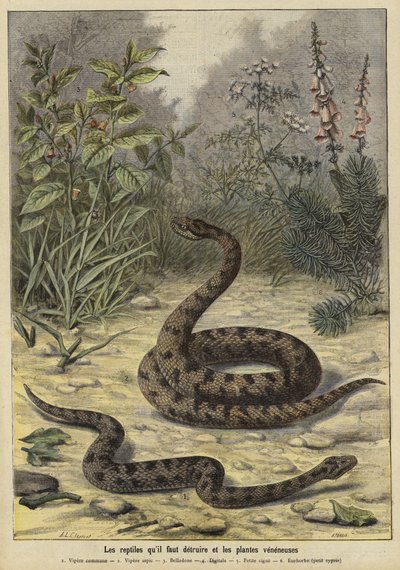 Serpenti e piante velenose da French School