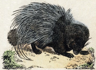 Porcospino da French School