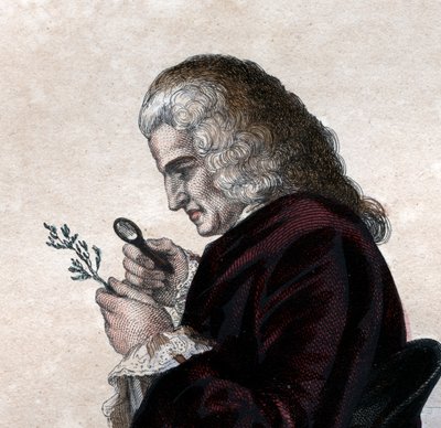 Ritratto di Bernard de Jussieu (1699-1777), naturalista francese da French School