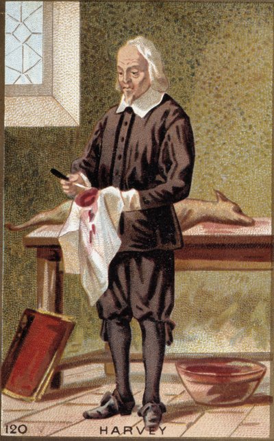 Ritratto di William Harvey (1578-1657), medico inglese da French School