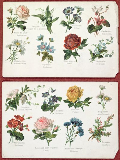 Cartoline che raffigurano il linguaggio e il significato dei fiori, c.1905 da French School