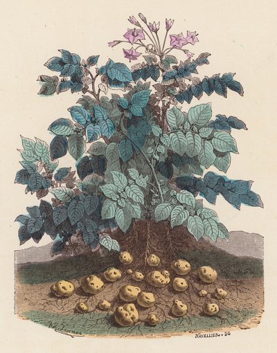Pianta di patate da French School