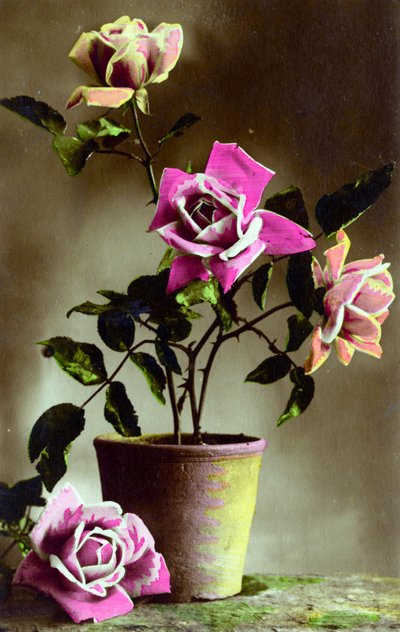Rosa in vaso c.1898 da French School