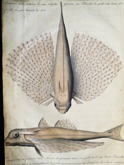 Profilo e retro di pesce alato, Isola Grande, Brasile, acquerello dal diario di bordo di Jacques Gouin de Beauchesne, capitano della Compagnie royale de la Mer du Sud, dal 1698 al 1701, Francia da French School