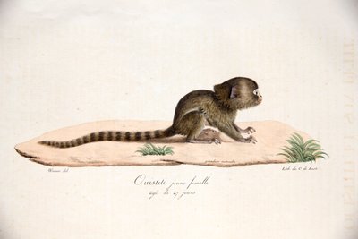 Uistitì pigmeo, da Histoire Naturelle des Mammifères, con figure originali, di Étienne Geoffroy Saint-Hilaire & Frédéric Cuvier, 1824-42 da French School