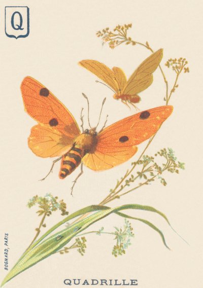 Quadrille (Lithosia quadra o Lithosie quadrille) da French School
