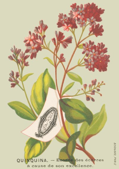 Q: Quinquinna - Corteccia delle cortecce per la sua eccellenza da French School