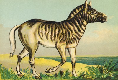Q come Quagga (o couagga, sottospecie di zebra estinta nel 1883) da French School