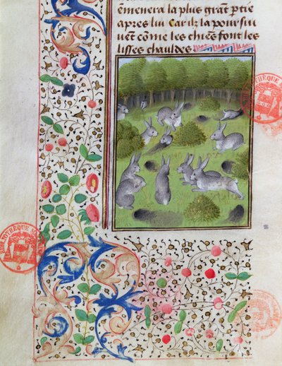 Conigliera, dal Livre de la Chasse di Gaston Phebus de Foix (1331-91) da French School