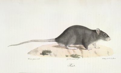 Ratto, da Histoire Naturelle des Mammifères da French School