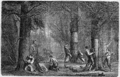 Raccolta della corteccia di quercia da sughero. Incisione in 