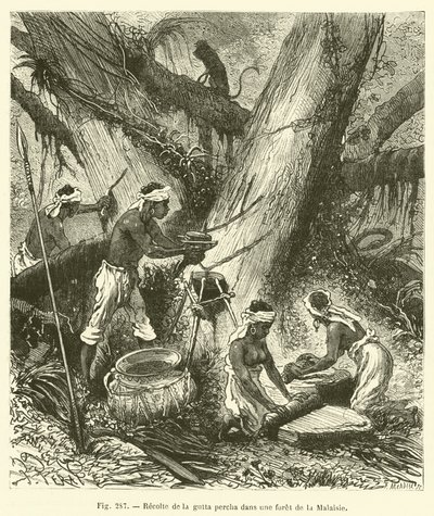 Raccolta della gutta-percha in una foresta della Malesia da French School