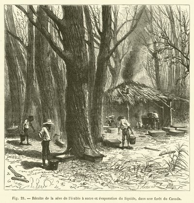 Raccolta della linfa dell