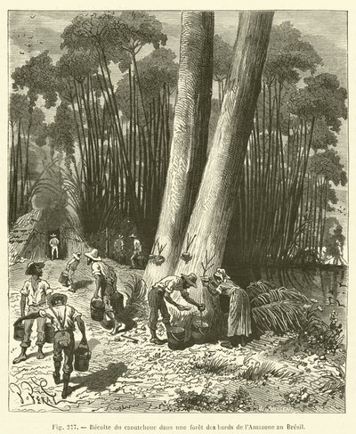 Raccolta della gomma in una foresta lungo l