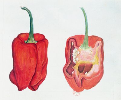 Peperone rosso, tavola botanica da French School