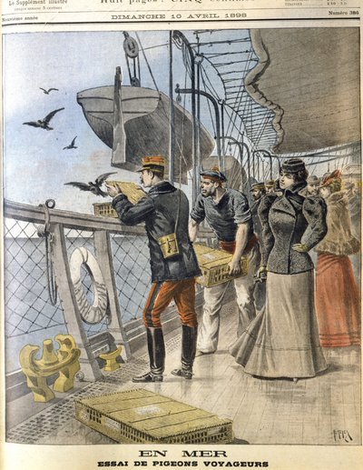 Rilascio dei piccioni viaggiatori dell