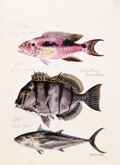 Rey tambova ecc., c.1850 da French School