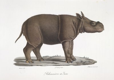 Rinoceronte di Giava, da Histoire Naturelle des Mammifères da French School