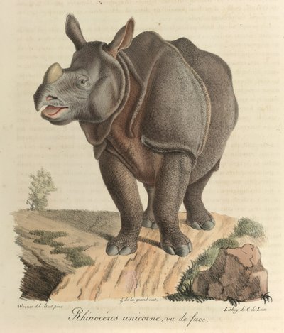 Rinoceronte unicorno. Un rinoceronte, da 