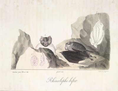 Rhinolophe bifer. Pipistrelli vampiri, da Histoire Naturelle des Mammifères da French School