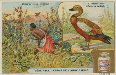 Volpoca rossiccia; caccia alle anatre in Africa da French School
