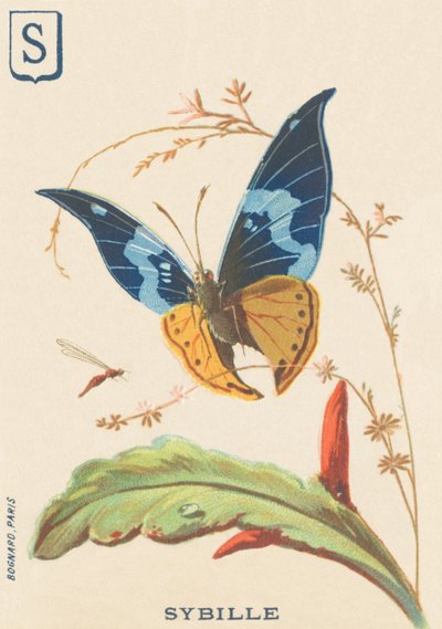Sibilla da French School