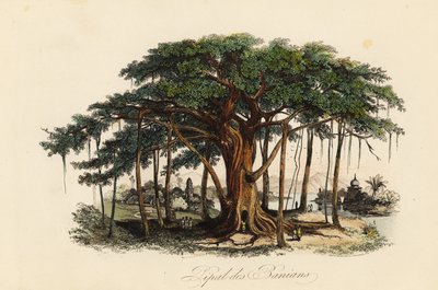 Fico sacro, Ficus religiosa, noto anche come albero di bodhi, albero baniano, albero di pippala, albero di peepul, albero di peepal o albero di ashwattha da French School