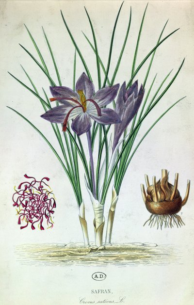 Zafferano (Crocus Sativus) da French School
