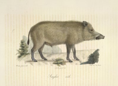 Cinghiale maschio, da 
