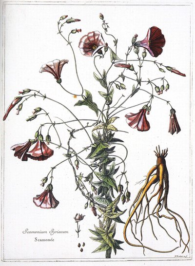 Scamonea (Scamonium Syriacum) - da “La raccolta di piante incise per ordine del Re Luigi XIV” da French School