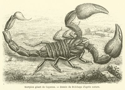 Scorpione gigante di Cayenne da French School