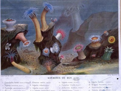 Anemoni di mare, da un libro pubblicato da Hachette da French School