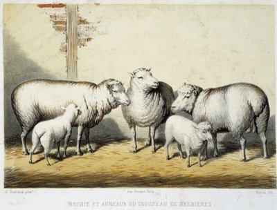 Pecore e agnelli del gregge di Brebières - litografia da French School