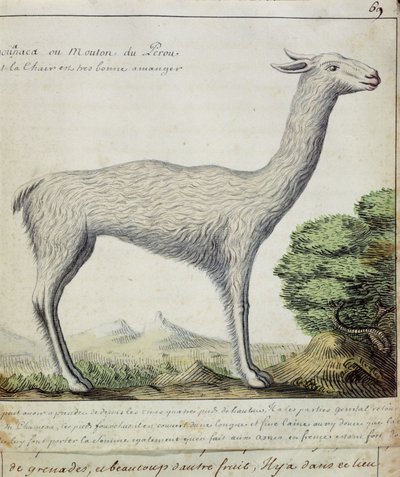 Pecora del Perù (Llama o Alpaca) da French School