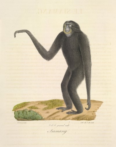 Siamang, da Histoire Naturelle des Mammifères (litografia a colori) da French School