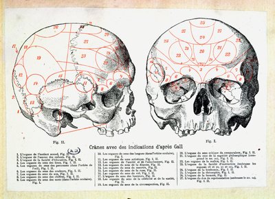 Teschio con indicazioni frenologiche dopo Franz Josef Gall (1758-1828) da French School
