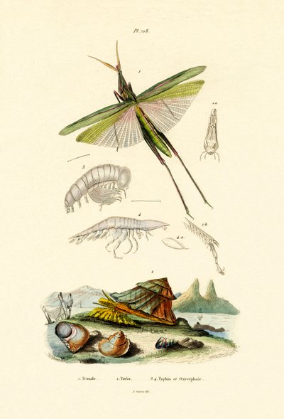 Cavalletta inclinata, 1833-39 da French School