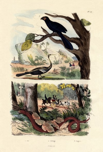 Ani dal becco liscio, 1833-39 da French School