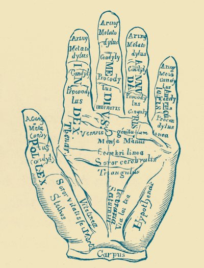 Specimen della mano sinistra da French School