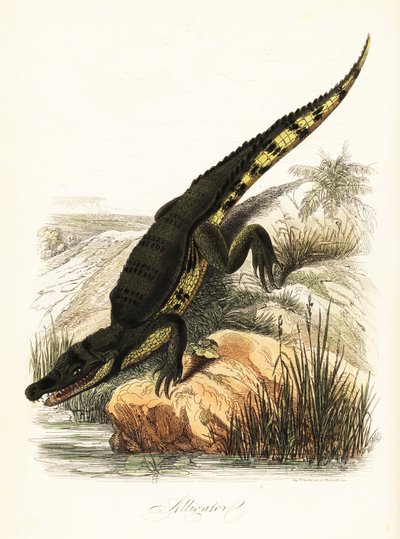 Caimano dagli occhiali, Caiman crocodilus da French School